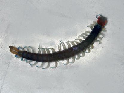 Scolopendra centipede