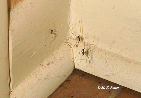 7 ways to get spiders out of your house – and expert advice on whether they  actually work