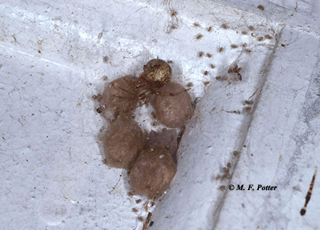 A broom or vacuum effectively removes spiders, webs, and egg sacs. Destroying egg sacs can prevent emergence of large numbers of young spiders (as shown here). 