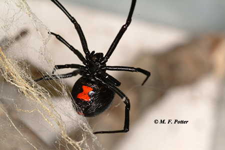 The black widow can inflict a serious bite and should be treated with care.