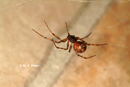 Using These Spiders For Pest Control Can Reduce Insecticide Use: U.K. Study