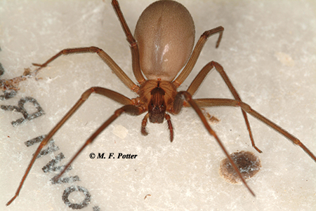 Brown recluse spiders have a fiddle-shaped marking and three pairs of eyes, arranged in a semi-circle. 