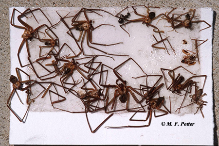 Brown recluse spiders caught on a glue trap. Several traps should be placed into corners and flush along walls.