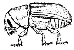 Southern Pine Bark Beetle