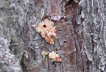 Southern Pine Bark Beetle