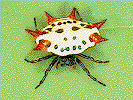 Orb Weaver