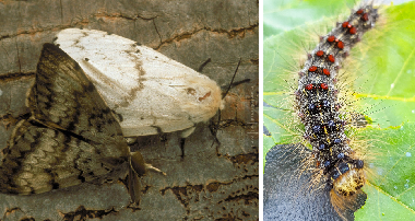 Spongy Moth