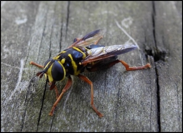 Syrphid Flies: Overlooked Pollinating Insects | Entomology