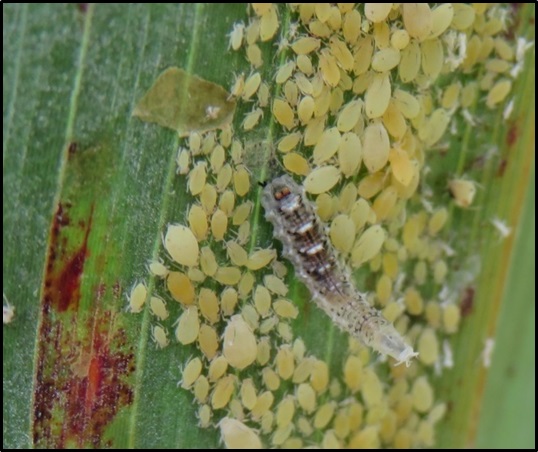 Syrphid larva preying on sorghum aphids on a heavily infested leaf of forage sorghum. 
