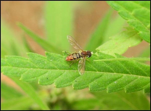 Adult syrphid fly Toxomerus marginatus. 