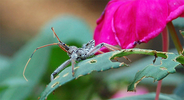 wheel bug