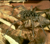 La araña licosa