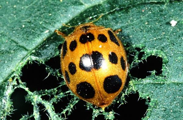 squash beetle squash beetle