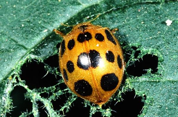 ladybird beetle feeding