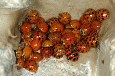 Asian Ladybugs