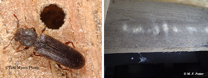 Lyctid powderpost beetle near an exit hole (photo on right shows powder on a pallet) 