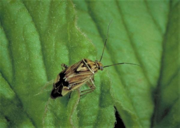 Tarnished plant bug adults are recognized by the light Y mark behind the head.