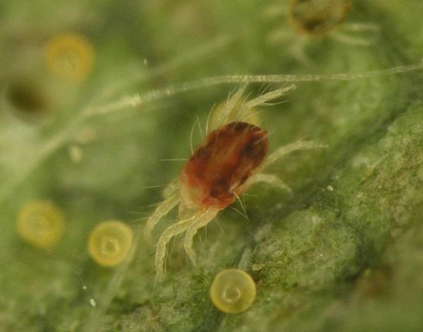 A red form of a two-spotted spider mite.