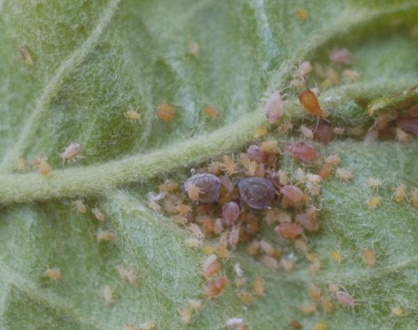 Figure 2. Leaves should be unrolled to determine of aphids are present.