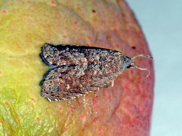 Figure 1. Oriental fruit moth is monitored with pheromone traps and can be quite numerous.