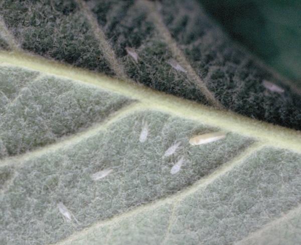 Figure 2. White apple leafhopper and cast skins on underside of leaf.