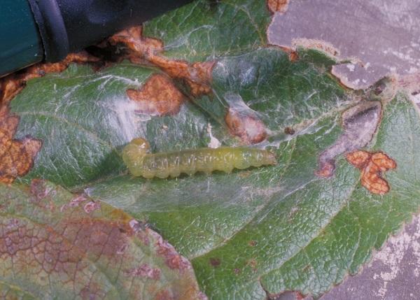 Figure 1. Leafroller larva and damage.