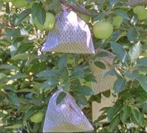 Figure 1. Bagging helps with pest management and improves fruit finish.