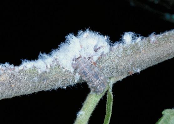 Figure 3. A hover fly larva feeding on woolly apple aphids.