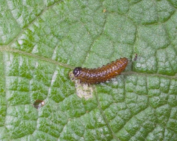 Figure 2. Grape flea beetle larva.