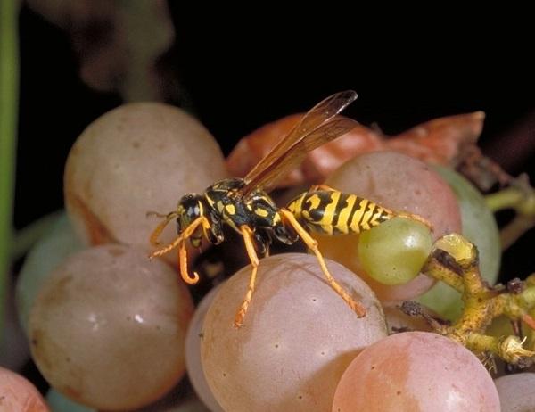 Figure 2. Yellowjacket wasp on grapes.
