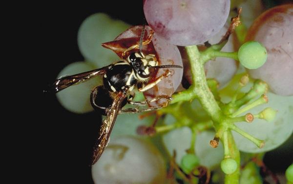 Figure 3. Baldfaced hornet feeding on grapes.