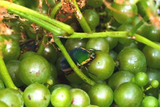 Figure 1. Green June beetle attacking grapes.