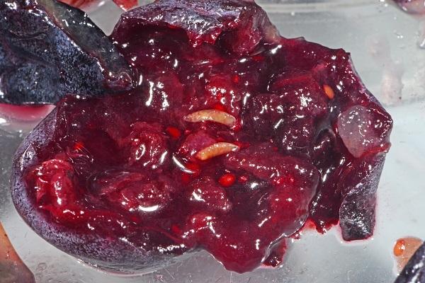 Figure 1. SWD larvae in a blueberry. Figure 1. SWD larvae in a blueberry.