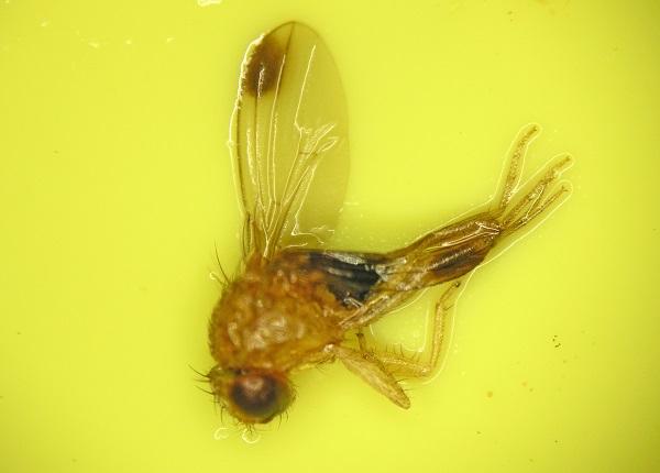 Figure 3. Male spotted wing Drosophila with the characteristic wing spot. Figure 3. Male spotted wing Drosophila with the characteristic wing spot.