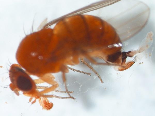 Figure 4. Spotted wing drosophila female displaying enlarged ovipositor, characteristic body color and abdominal banding.