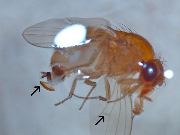 Figure 1. A SWD female with the arrow pointing to its modified ovipositor and wing cross vein.