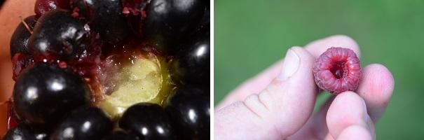 Figure 2. A blackberry and raspberry showing a watery attachment as a result of SWD damage.