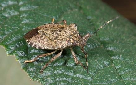 Spring Is Here And So Are The Carpet Beetles North Carolina Cooperative Extension