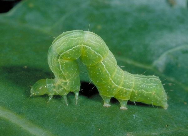 Image of Cabbage worm insect