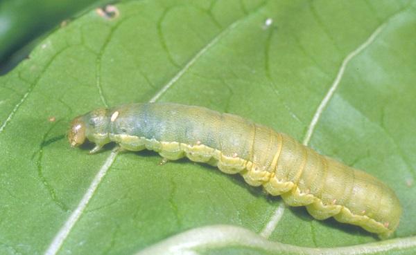 Figure 6. This beet armyworm has an egg of a parasitic fly behind its head.