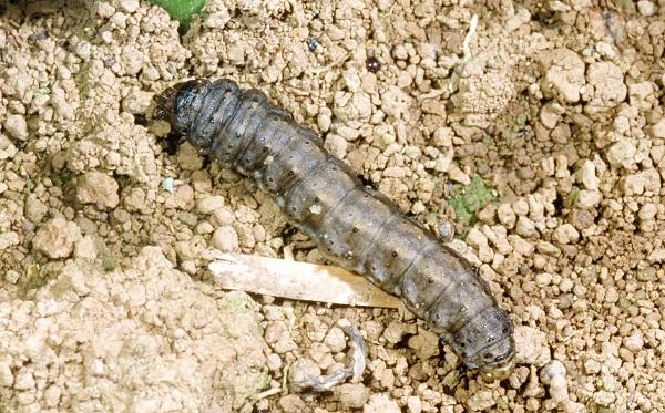 Figure 8. Black cutworm is  a common pest.