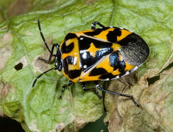 Figure 12. Harlequin bug is very difficult to manage in organic systems.