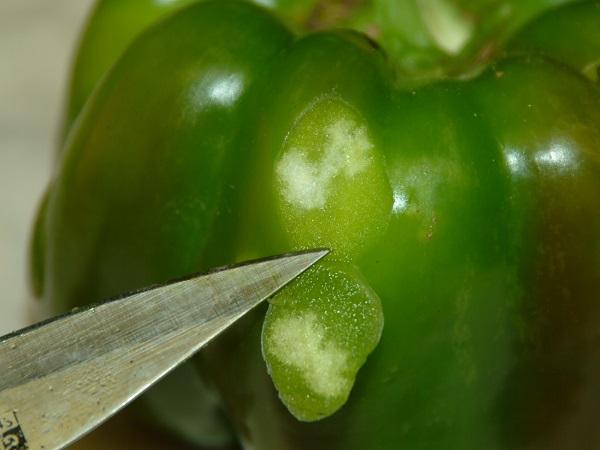 Figure 5. Stink bug damage occurs below the skin of the fruit.