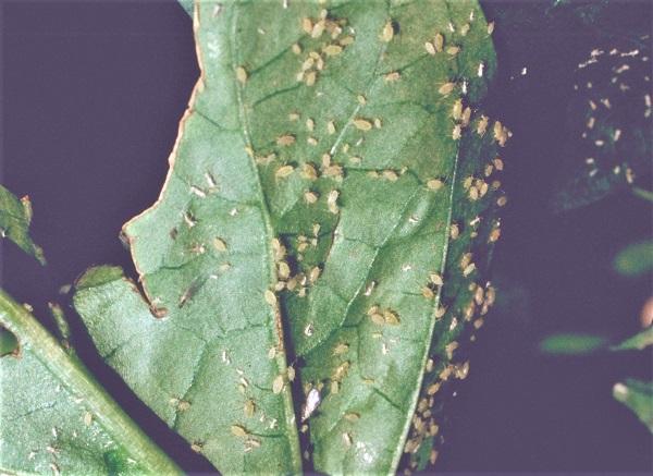 Figure 6. Green peach aphids can be common following pyrethroid applications.