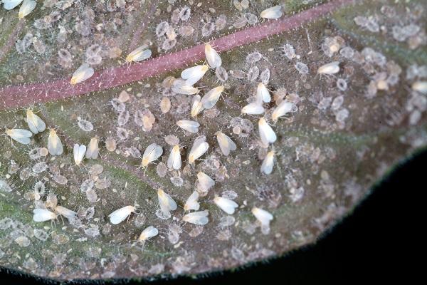 Figure 1. Whiteflies can be common in greenhouses and high tunnels.