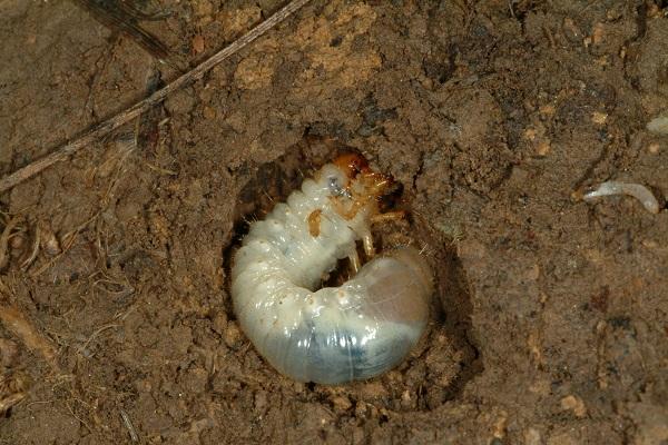 Figure 2. White grubs produce large holes in tubers.