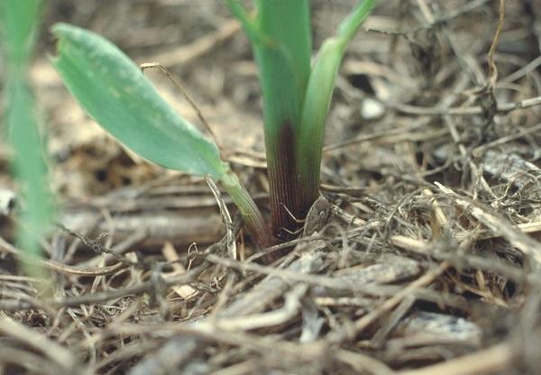 Figure 2. Stink bug can feed at the base of developing corn seedlings.