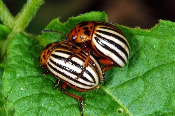 Beetle ọdunkun Colorado