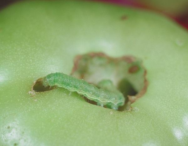 Figure 4. Tomato fruitworm is also known as the corn earworm.