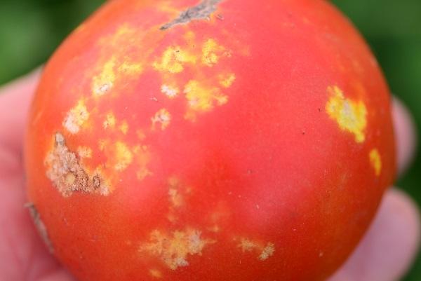 Figure 6. Stink bug damage to tomatoes appears as off-color patches under the skin.
